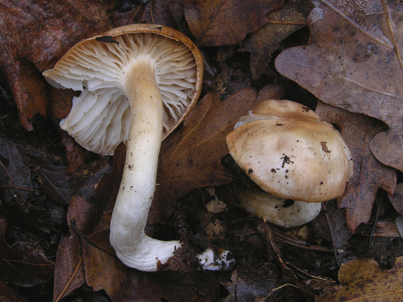 5 giorni d''acqua...poi i funghi (25 novembre)